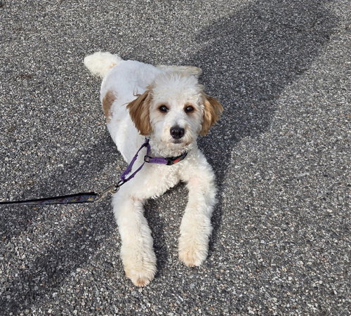 Bella