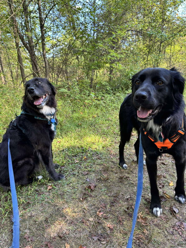 Bart (Foster or Adopter needed!)