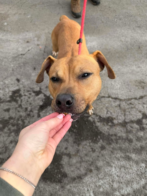 Bodhi (Foster or Adopter Needed)