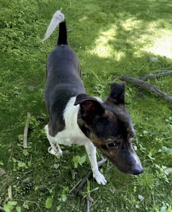 Coquito (Foster or Adopter Needed)