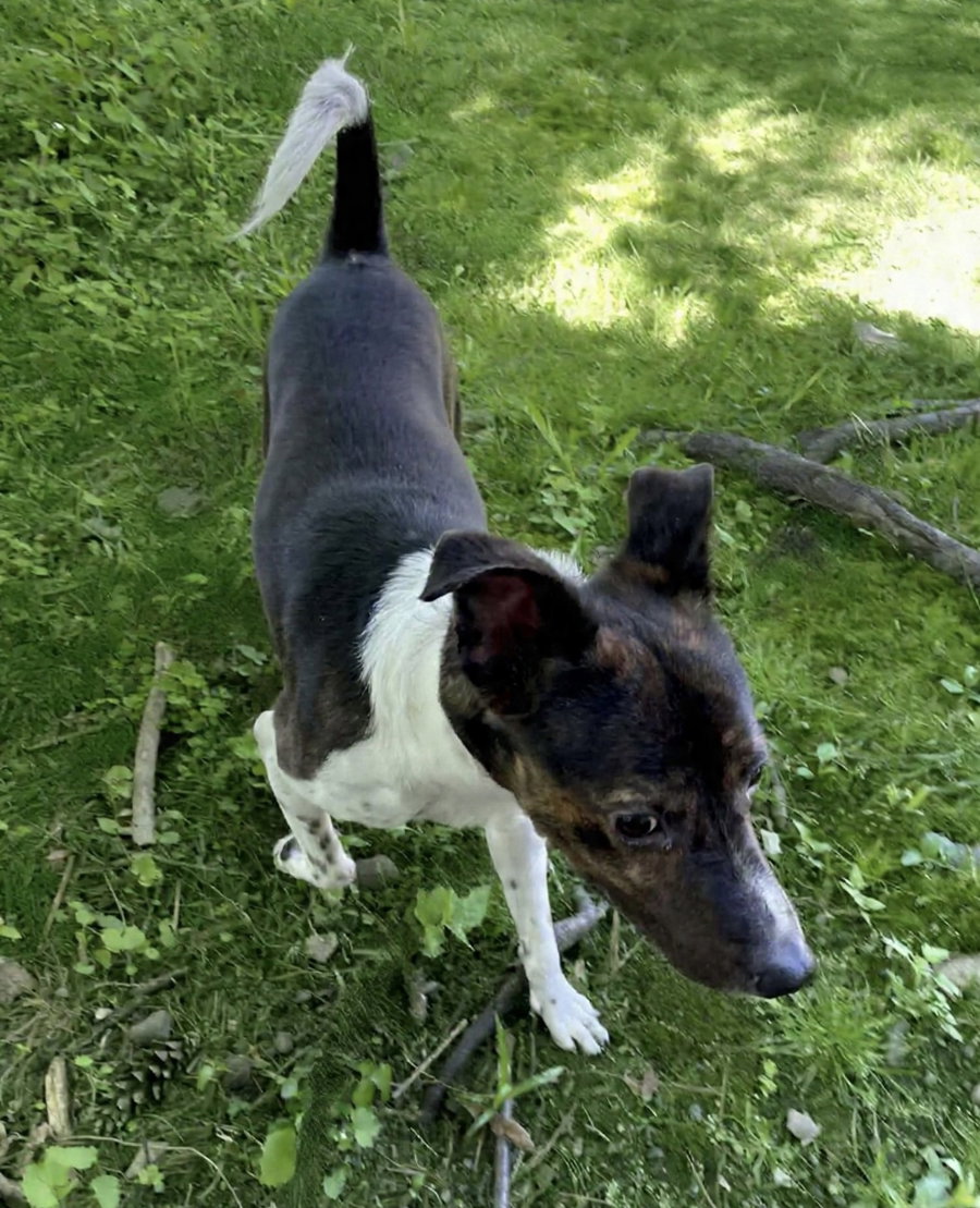 Coquito (Foster or Adopter Needed)