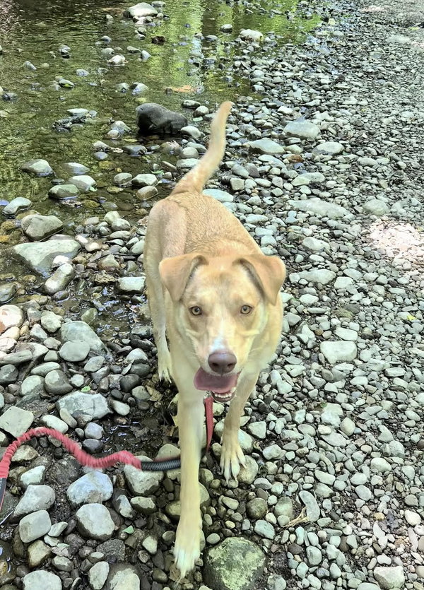 Junie (Foster or Adopter Needed)