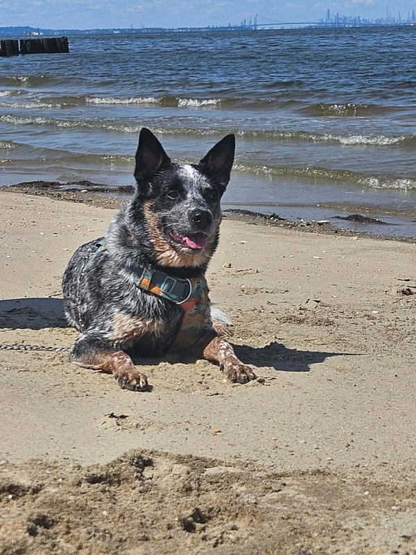 Moby (URGENT Foster or Adopter Needed!)