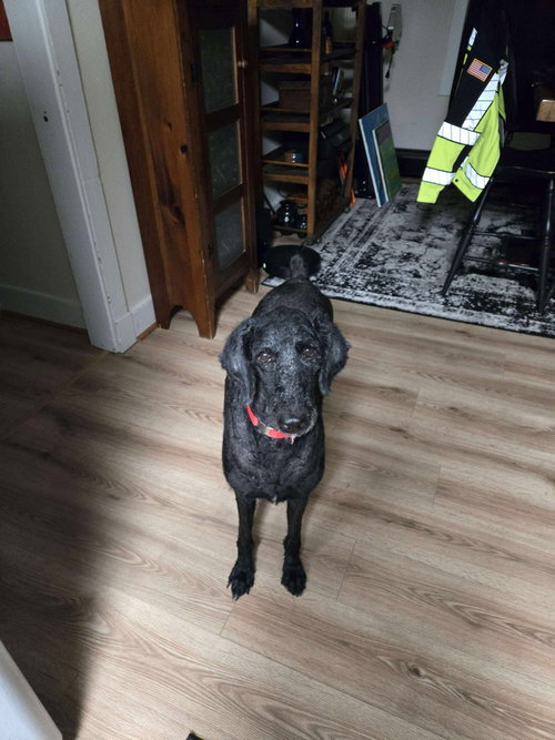Nala photo 6