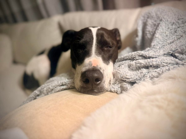 Rubix (Foster or Adopter Needed!)