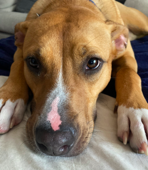 Snuggles (Foster or Adopter Needed)