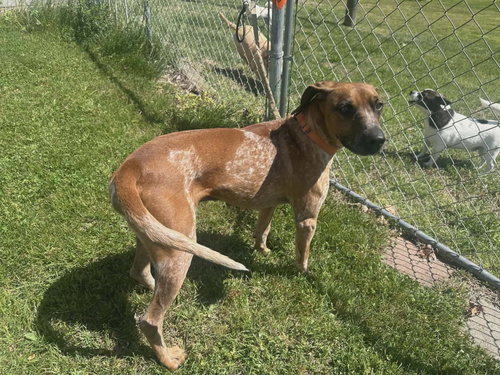Ottis photo 3