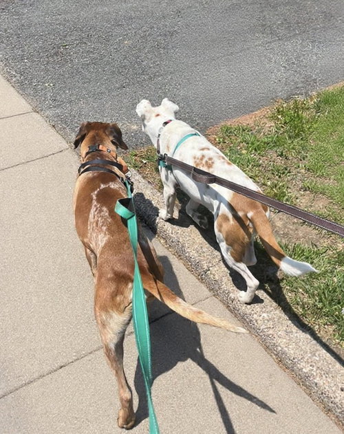 Ottis photo 11
