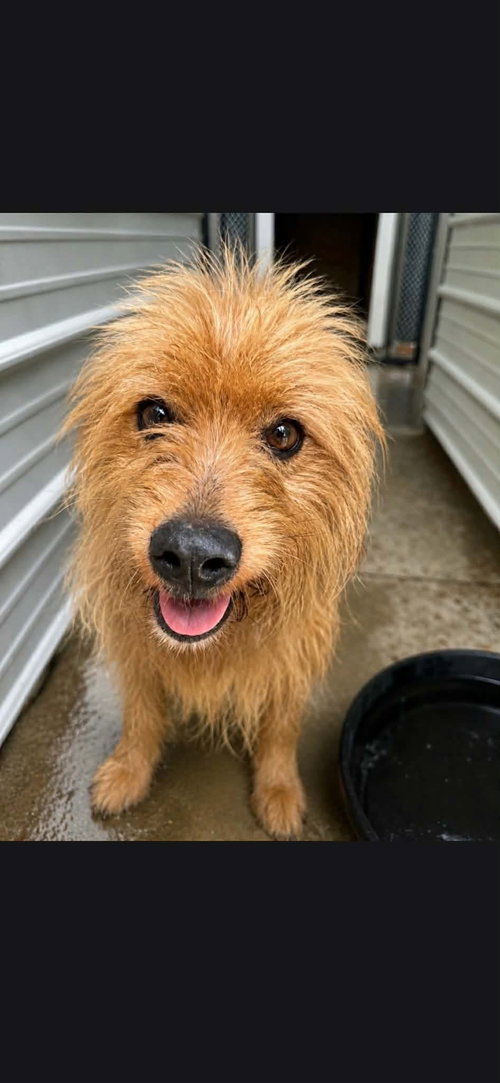Benji
