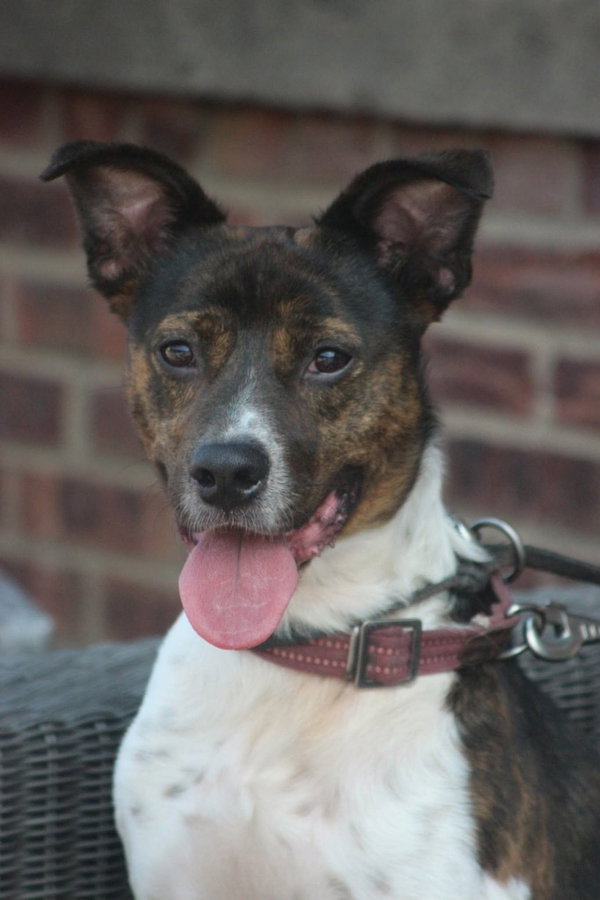 Coquito (Foster or Adopter needed!)