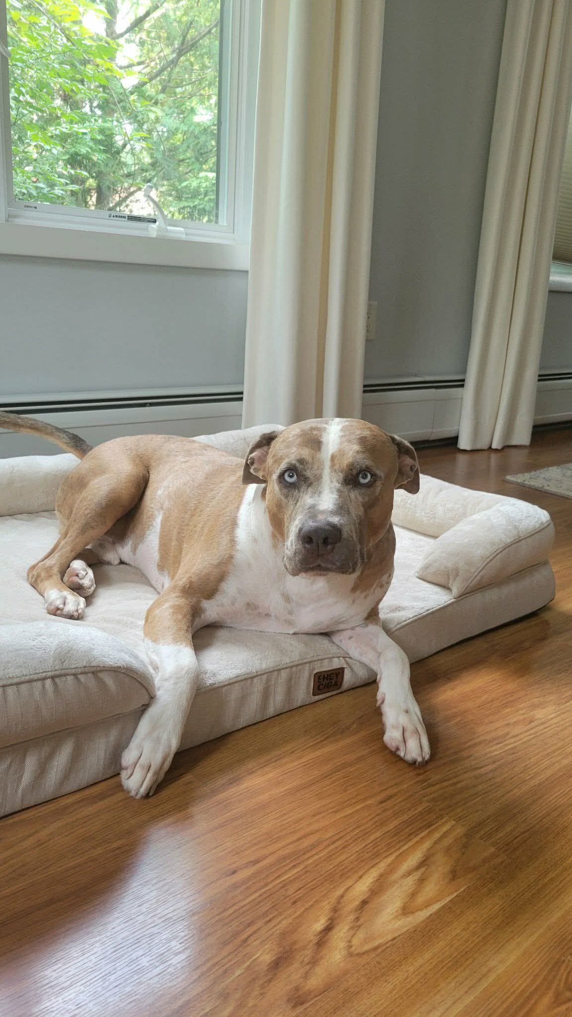 Rune, Pit Bull Terrier