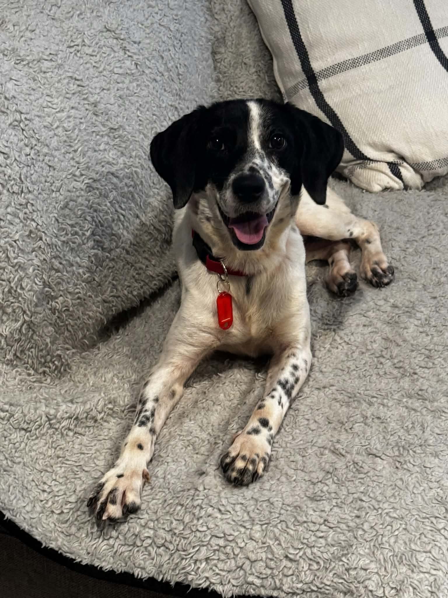 Tweetie, Mixed Breed