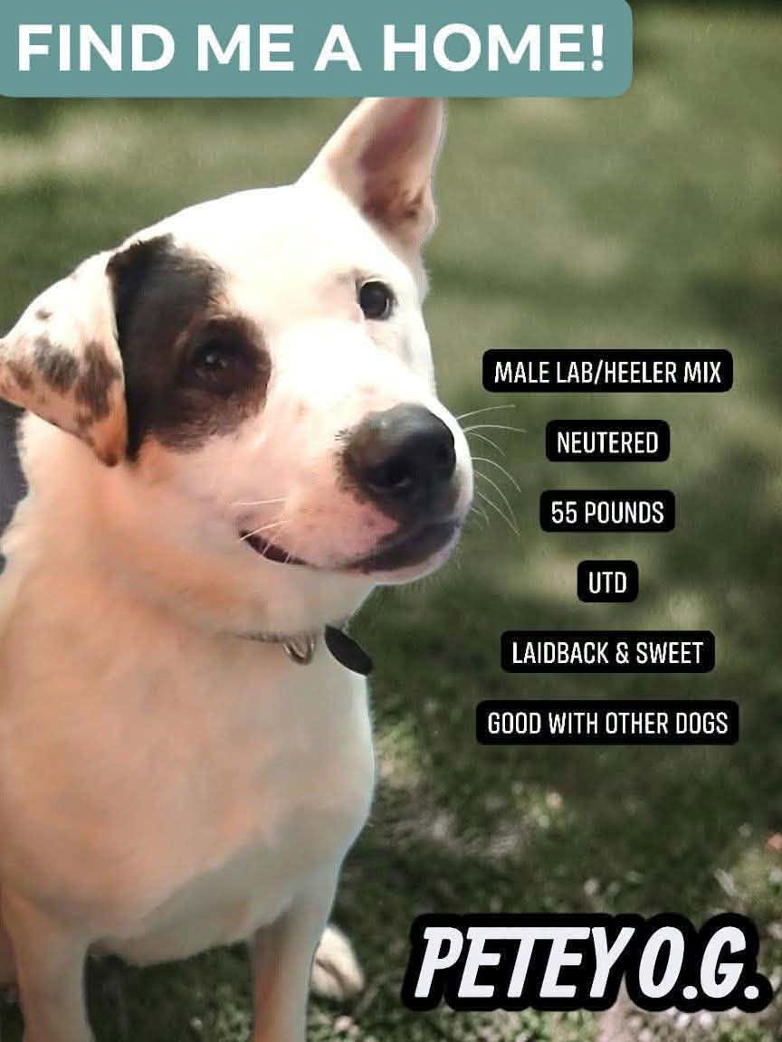 Petey, Labrador Retriever