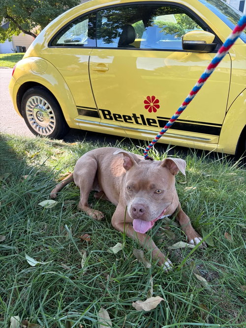 Beetle, a dog for adoption from Peace 4 Paws Inc.