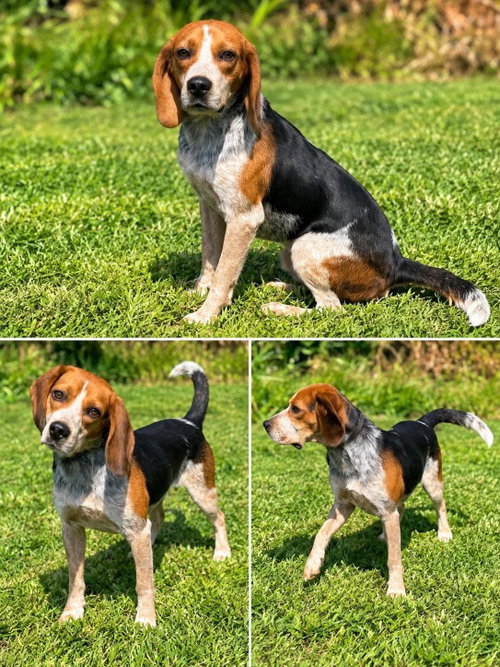 Dewy, a dog for adoption from Peace 4 Paws Inc.