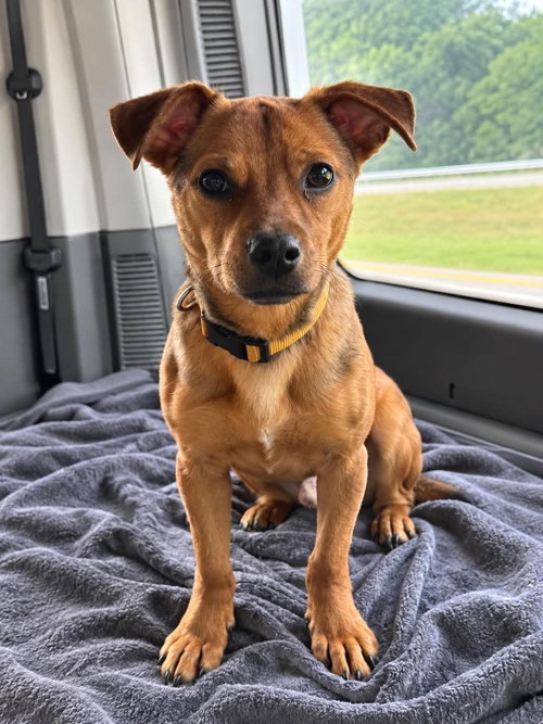Junior, a dog for adoption from Peace 4 Paws Inc.