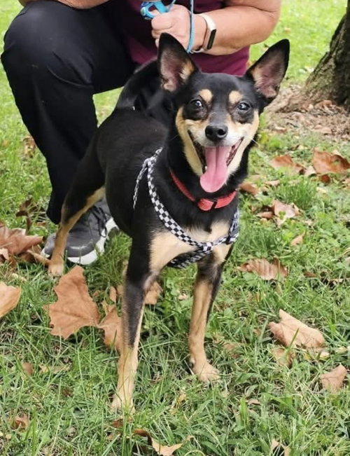 Trixie, a dog for adoption from Peace 4 Paws Inc.