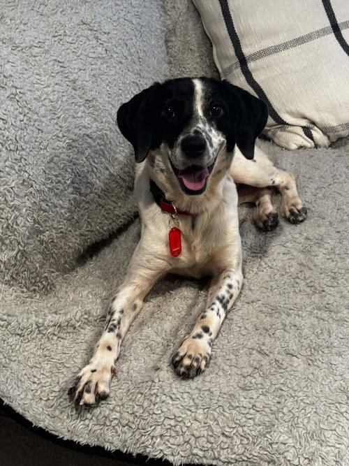 Tweetie, a dog for adoption from Peace 4 Paws Inc.