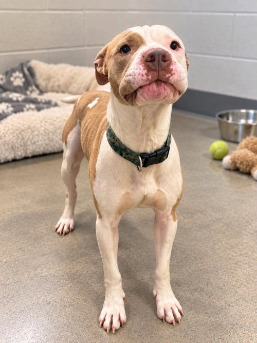 Lincoln, a dog for adoption from Peace 4 Paws Inc.