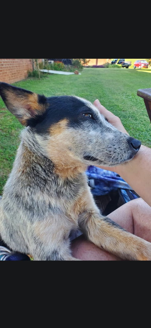 Zeeke, Australian Cattle Dog/Blue Heeler / Mixed (short coat)