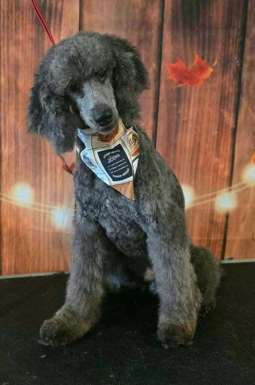 Sterling, Poodle (Standard) / Mixed (medium coat)