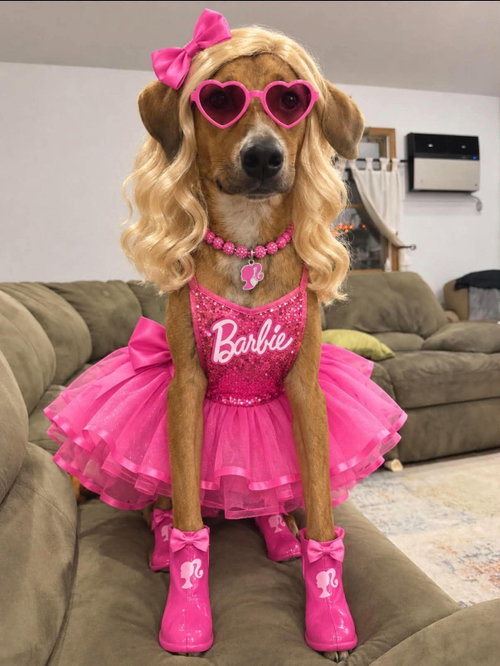 Barbie, Redbone Coonhound / Mixed (short coat)