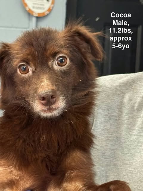 Cocoa, Unknown breed (long coat)