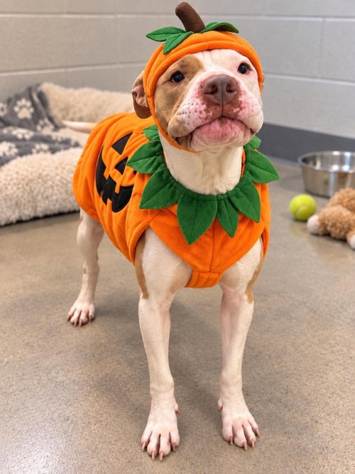 Lincoln, Pit Bull Terrier / Bulldog / Mixed