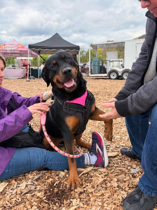 Snow, Rottweiler / Mixed (short coat)