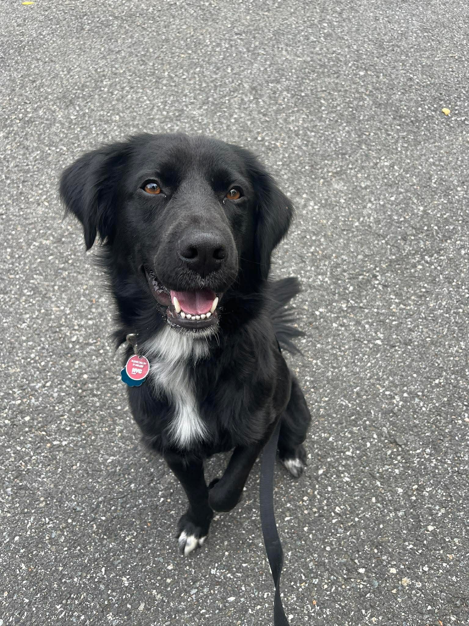 Bart (Foster or Adopter needed!), photo 2