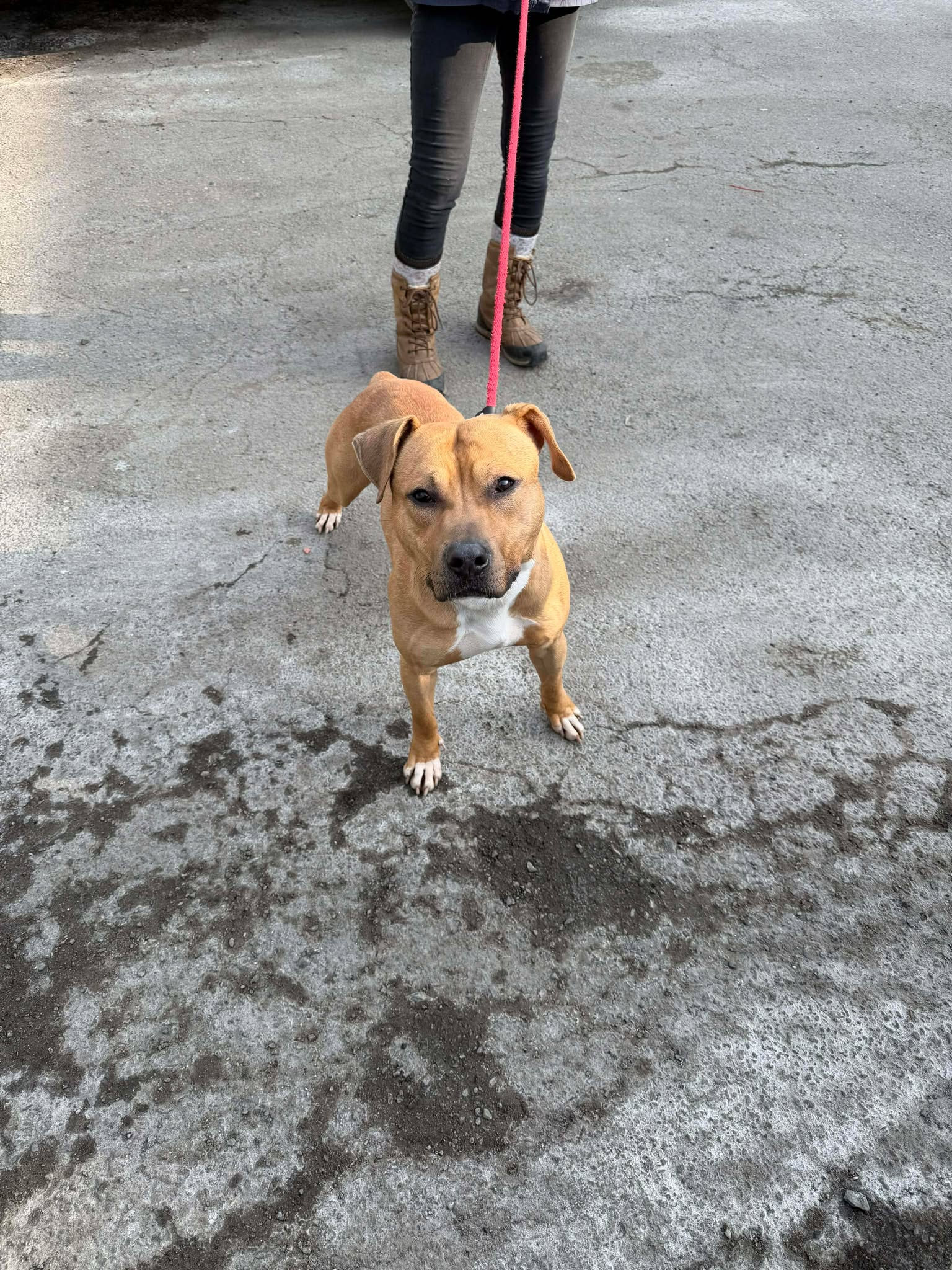 Bodhi (Foster or Adopter needed!), photo 4