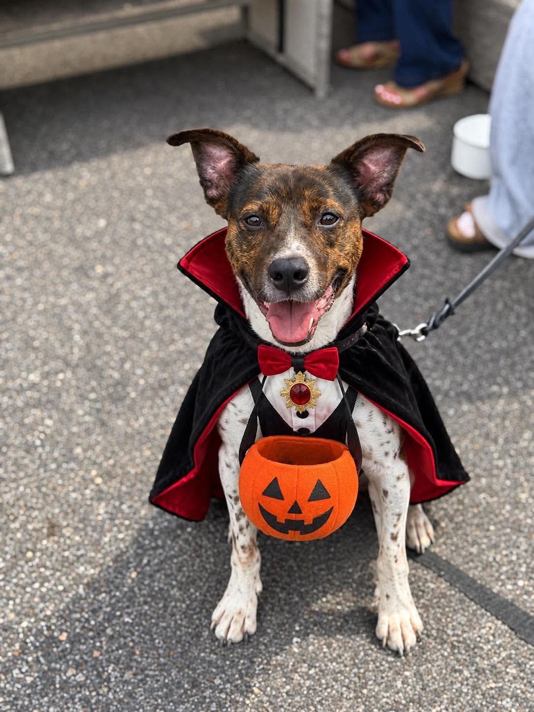 Coquito (Foster or Adopter needed!)