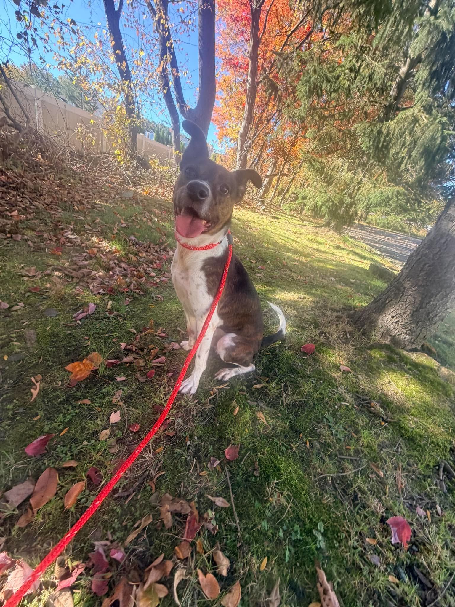 Coquito (Foster or Adopter needed!), photo 8