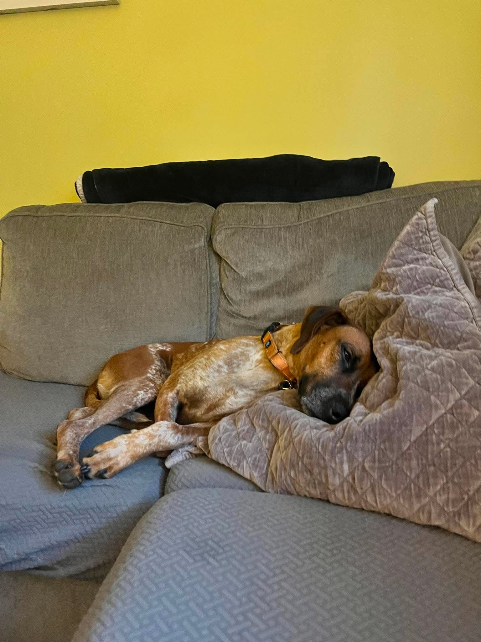 Ottis, photo 7
