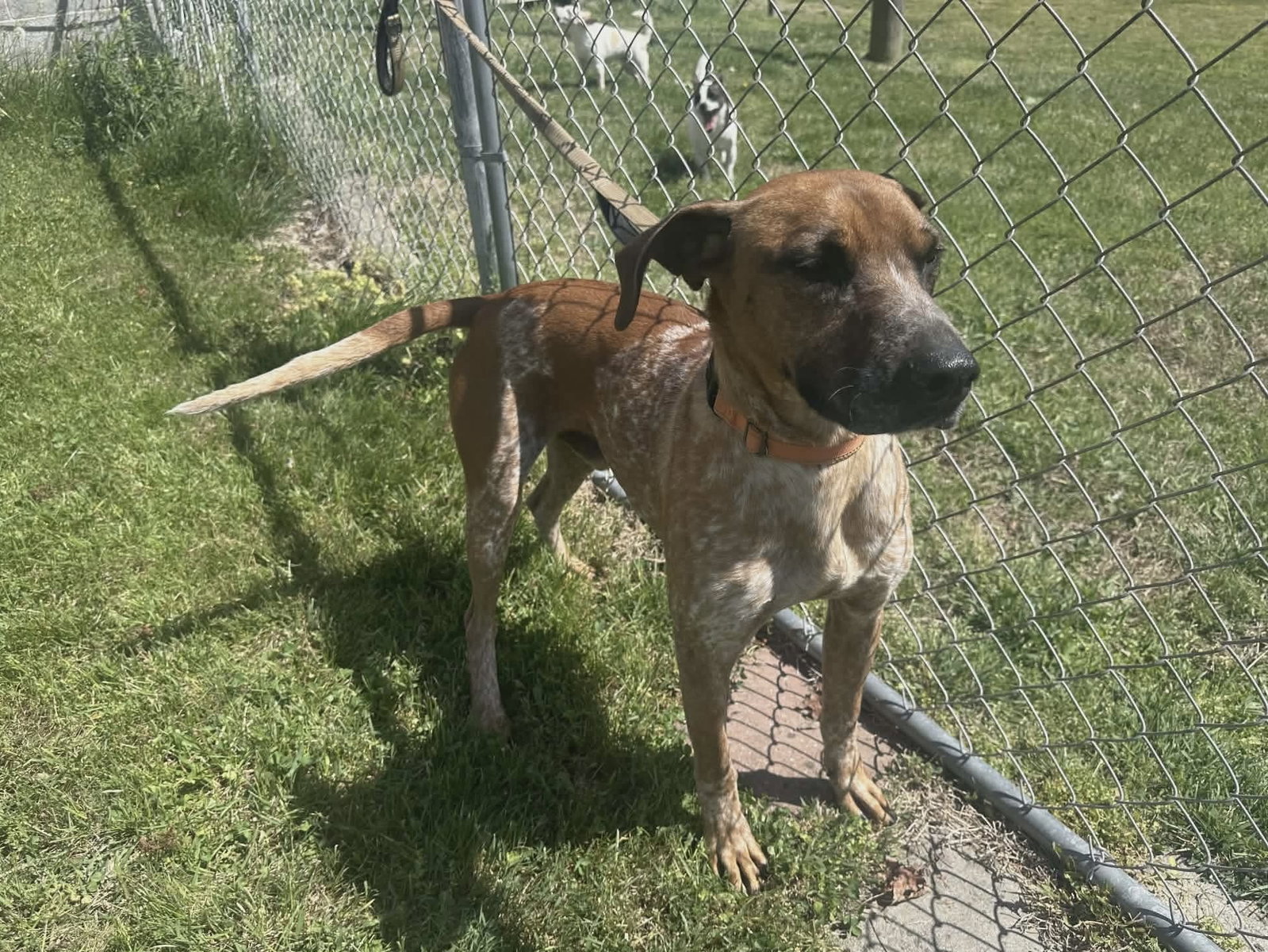 Ottis, photo 8
