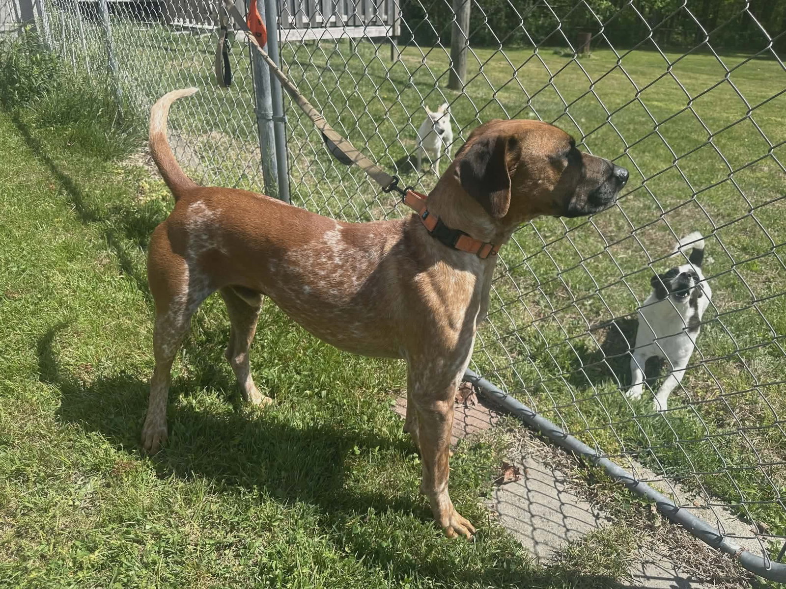 Ottis, photo 9