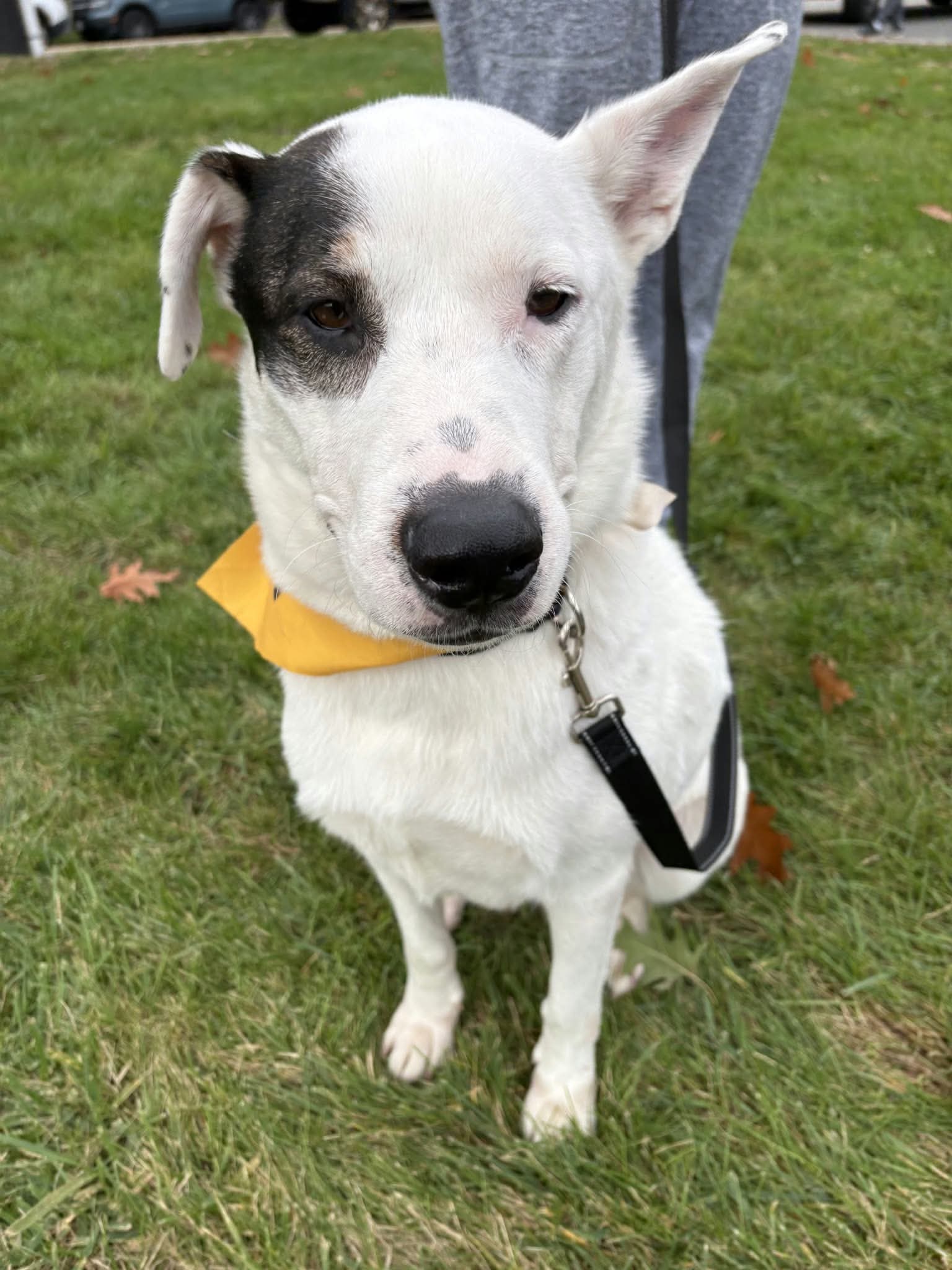 Petey, photo 6