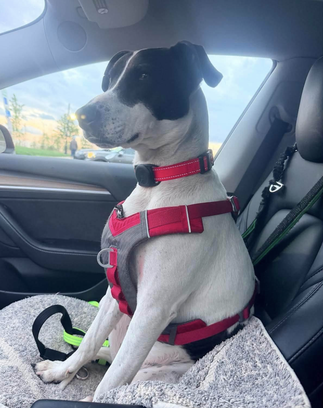 Rubix (Foster or Adopter needed!), photo 2