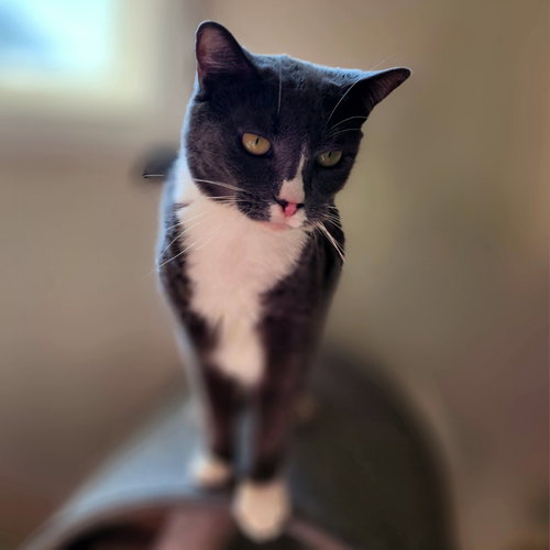 Rita, Adult Siamese / Domestic Short Hair / Mixed (short coat), cat for adoption in Harrisonburg, Virginia