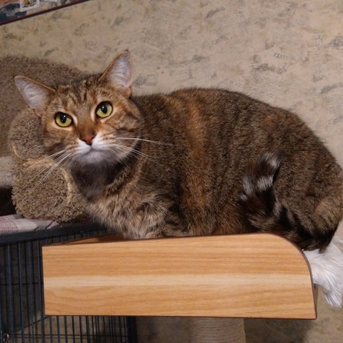 Milly, Adult Domestic Short Hair (short coat), cat for adoption in Harrisonburg, Virginia