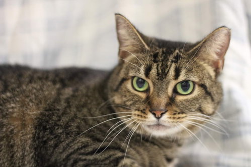 Christy, Adult Manx / Mixed (short coat), cat for adoption in Harrisonburg, Virginia