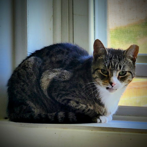 Buddy, Domestic Short Hair, cat for adoption in Harrisonburg, Virginia