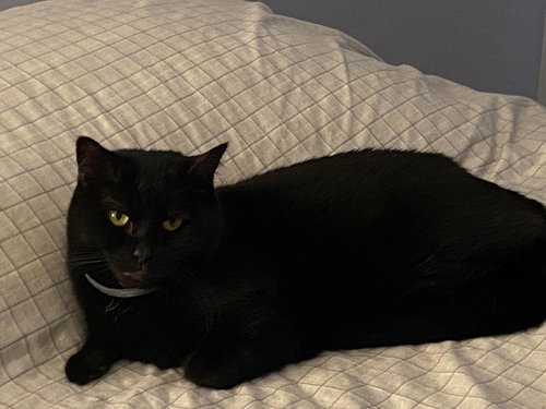 Sammy — thumbnail 3