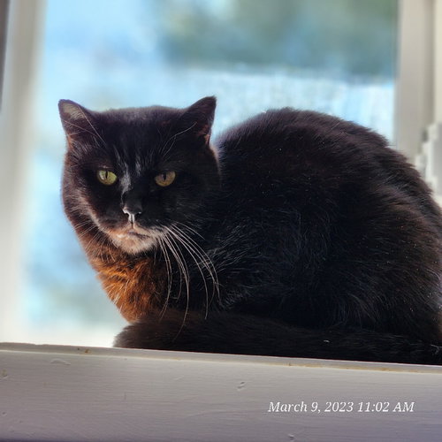 Sammy — thumbnail 2