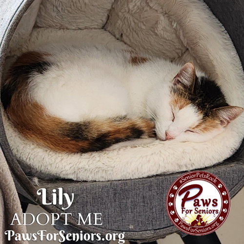 Lily — thumbnail 2