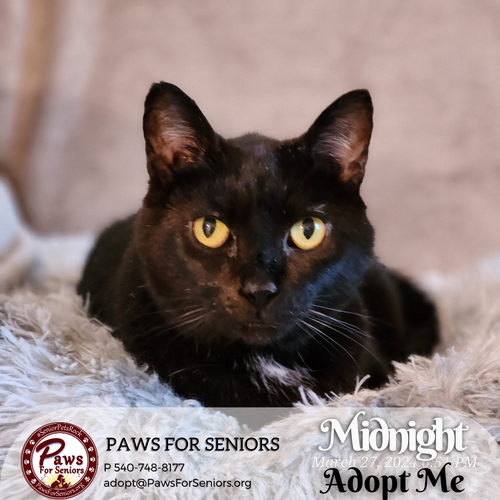 Midnight, Senior Domestic Short Hair (short coat), cat for adoption in Harrisonburg, Virginia