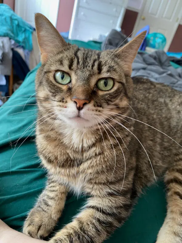 Sparrow - Domestic Short Hair