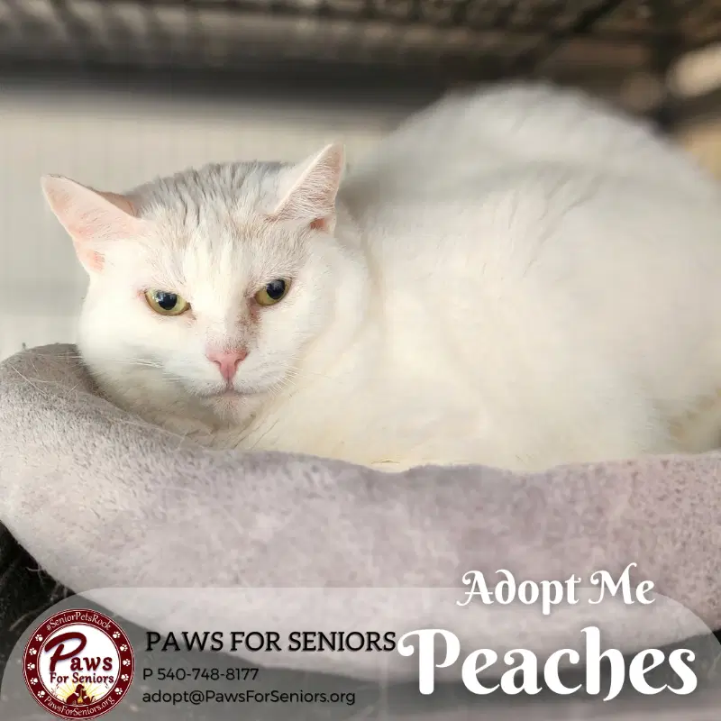 Peaches - Domestic Short Hair