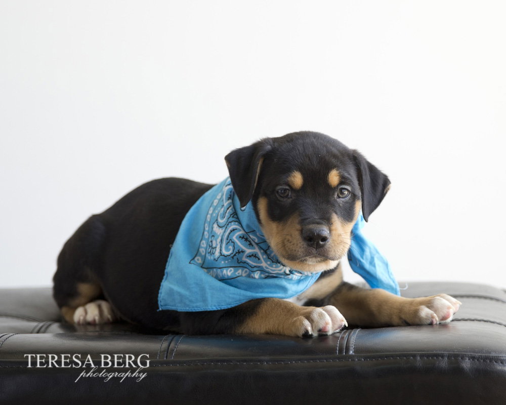 Dog for Adoption - Amon, a Rottweiler in Hamburg, AR | Alpha Paw