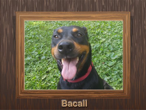 Bacall